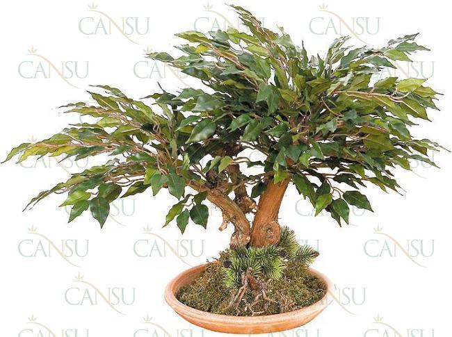 Yapay Bonsai, Model No: CT-02-113